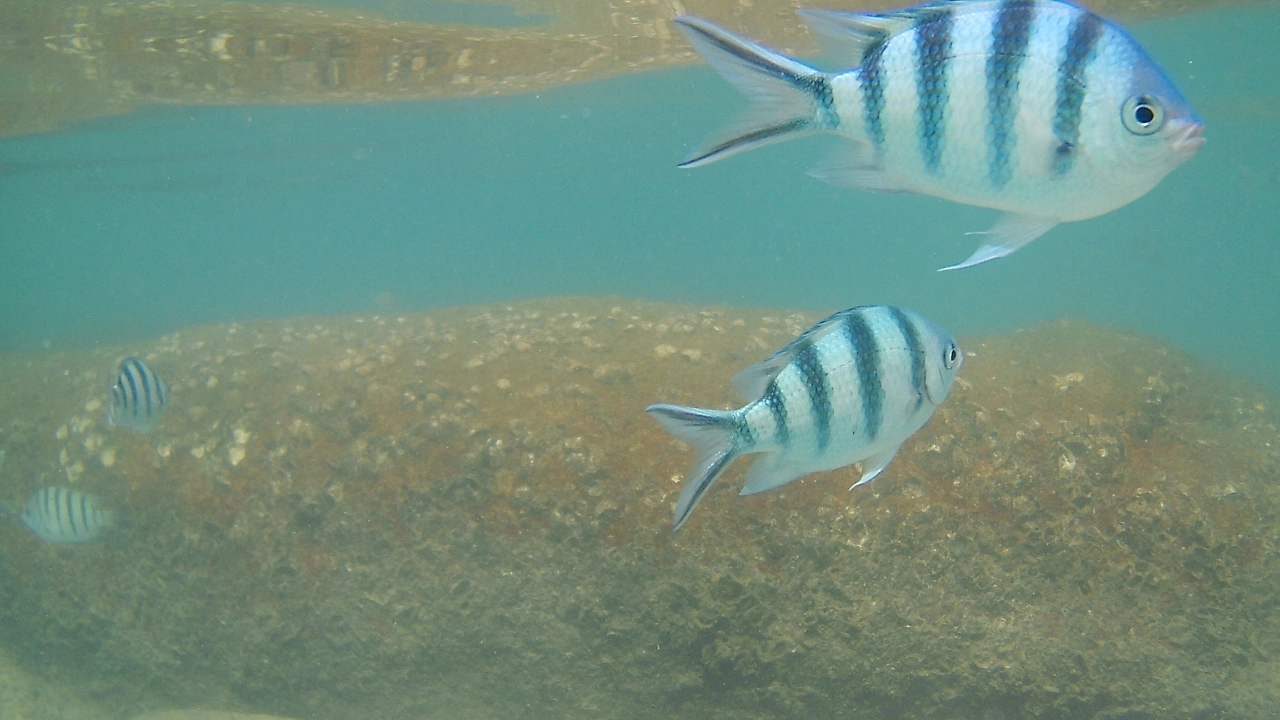 Fische, unter Wasser