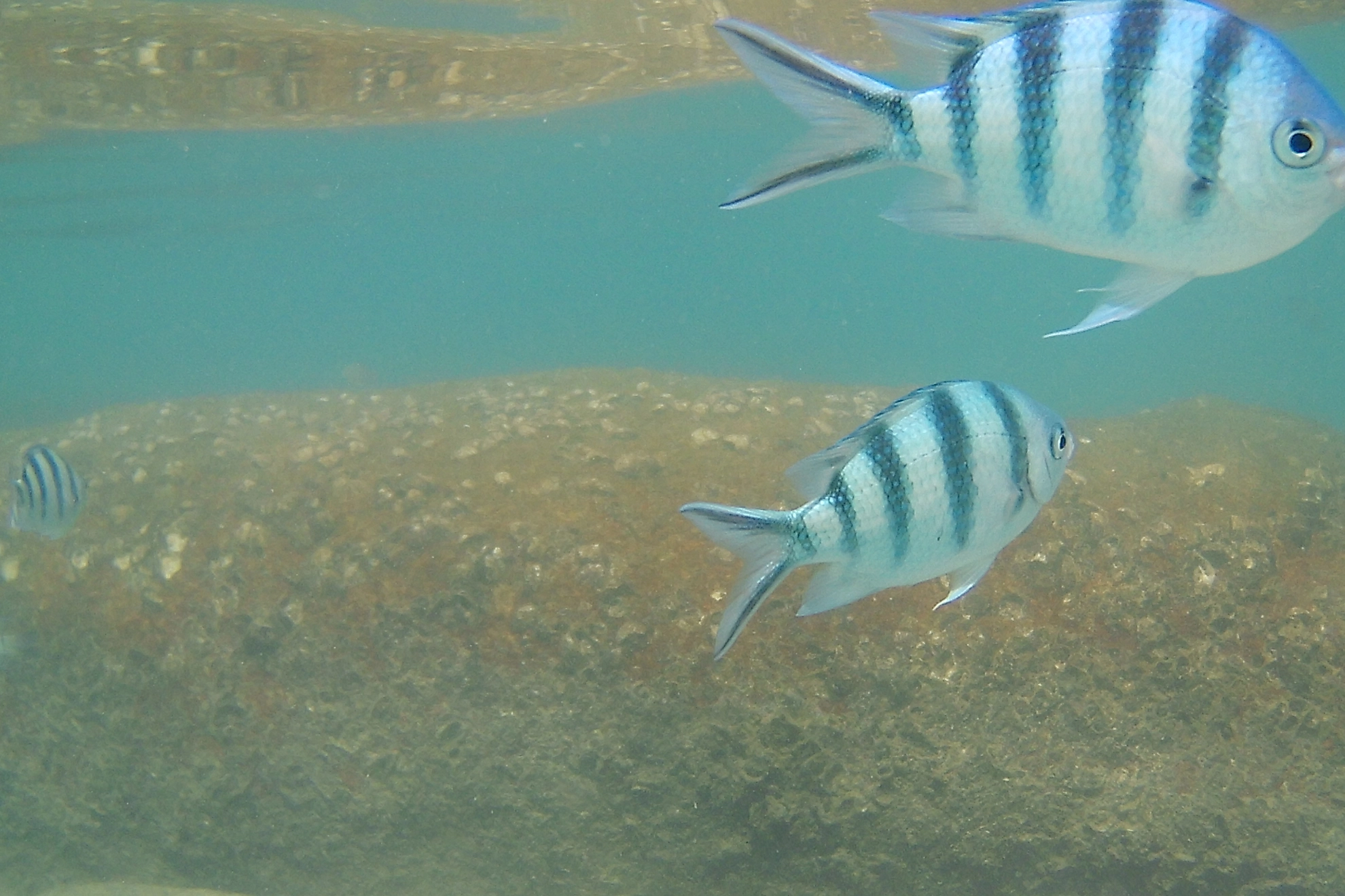 Fische, unter Wasser
